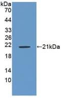 RSPO1 / RSPO Antibody (aa136-262, Biotin)