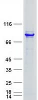 Human TXNDC3 Protein (Recombinant Myc-DDK (Flag))
