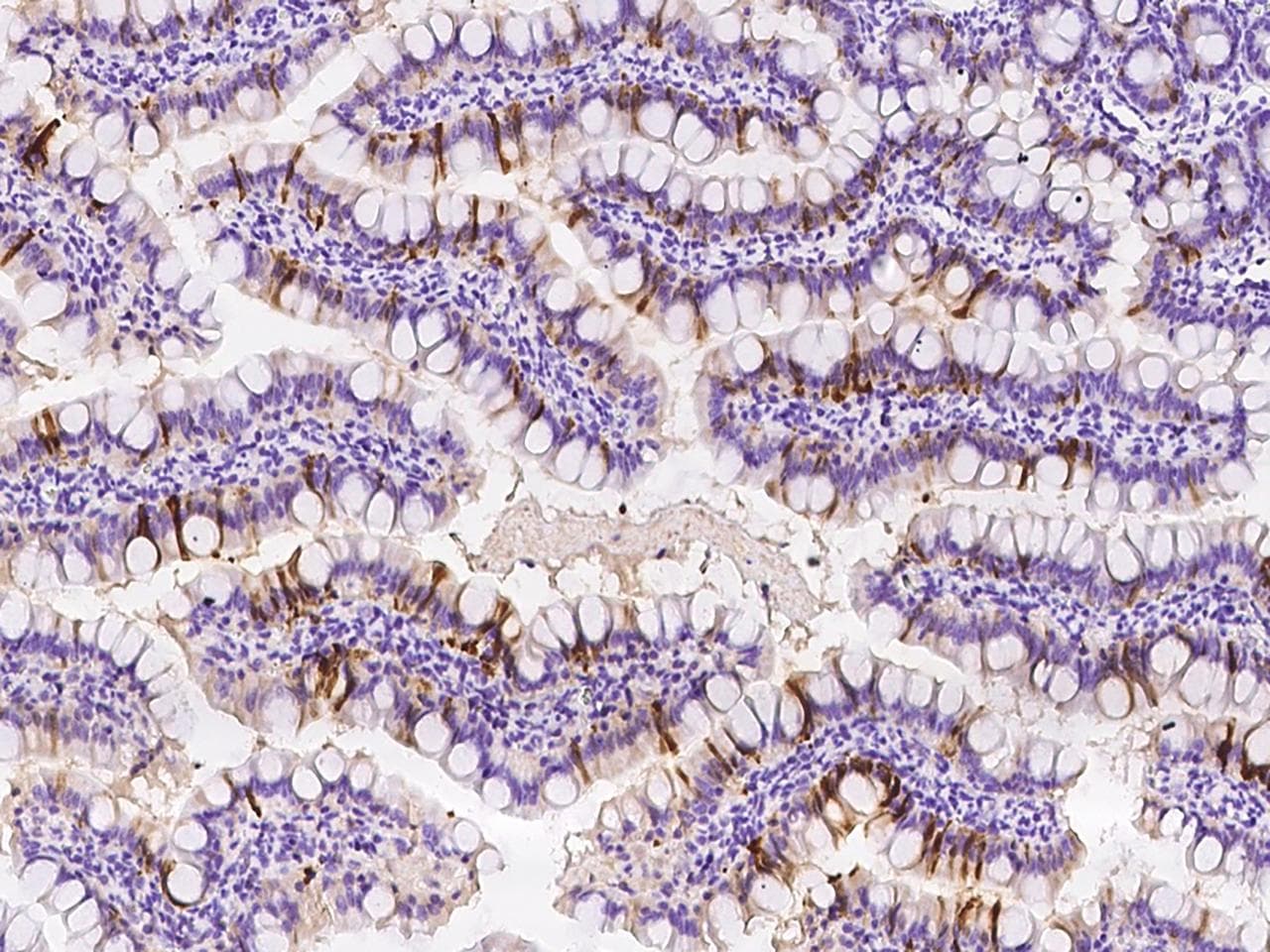 Polyclonal Rabbit anti-Mouse I-BABP / FABP6 Antibody (IHC)