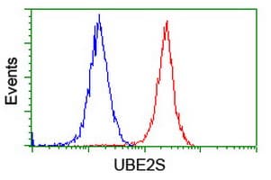 UBE2S / E2 EPF Antibody (clone OTI1B5)