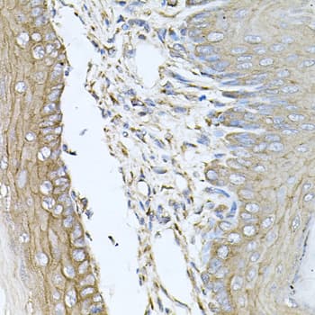 CALU / Calumenin Antibody