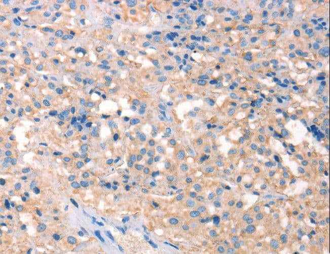 ARTS Antibody