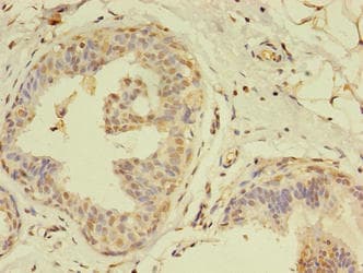 MLANA / Melan-A Antibody (aa48-118)