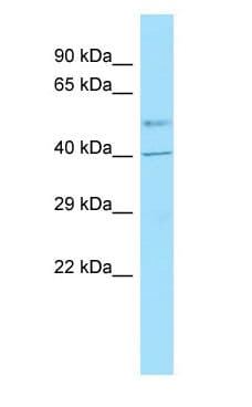 Polyclonal Rabbit anti-Human GPR6 Antibody (C-Terminus, WB)