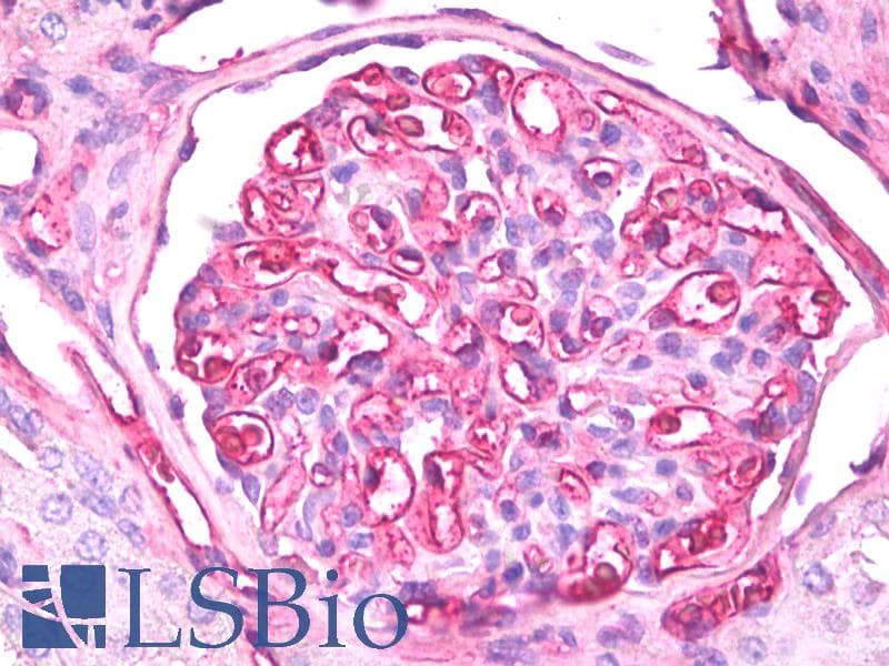 IHC-plus™ APOE / Apolipoprotein E Antibody