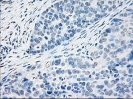 PPP5C Antibody (clone OTI3G1)