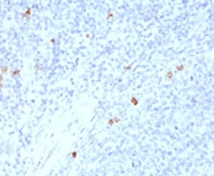 Mouse Anti-IgG4 Secondary Antibody (clone IHCG4-1, Azide-free, BSA-free)