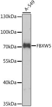 Polyclonal Rabbit anti-Human FBXW5 Antibody (WB)