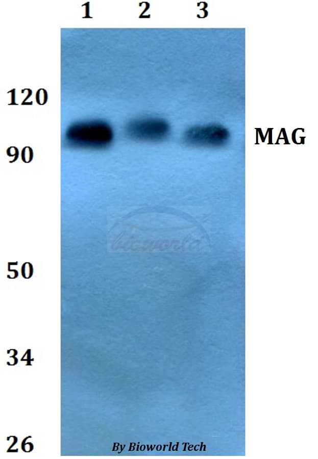 MAG Antibody
