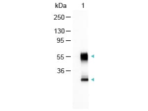 Polyclonal Goat Anti-Mouse IgG Secondary Antibody (AP, IHC, WB)