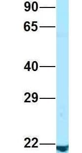 RAP2 Antibody (aa31-80)