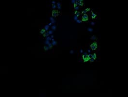 ROMO1 Antibody (clone OTI1G4)