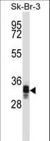 UBXN10 Antibody (aa157-185)