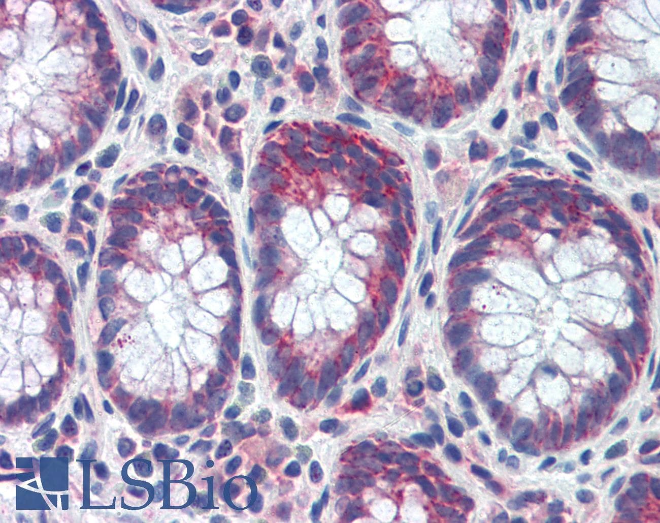 GATA6 Antibody (C-Terminus)