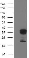LENG1 Antibody (clone OTI1G5)