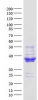 Human MFAP4 Protein (Recombinant Myc-DDK (Flag))