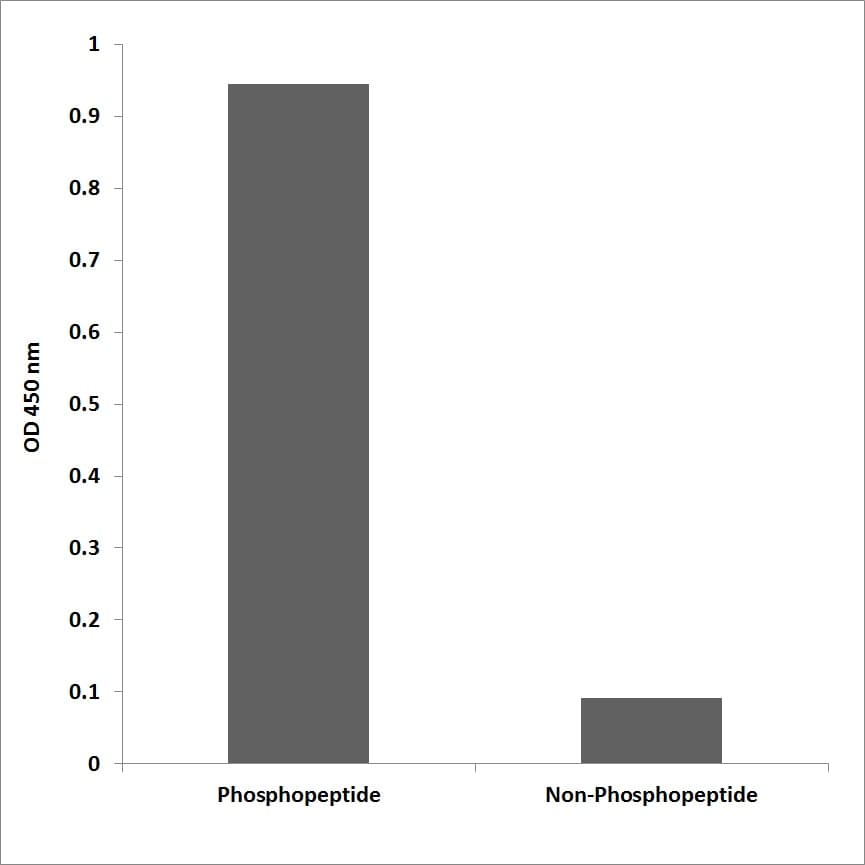 MAPK14 / p38 Antibody (phospho-Thr180/Tyr182)