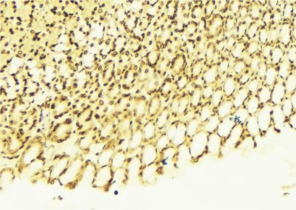 PAWR / PAR4 Antibody