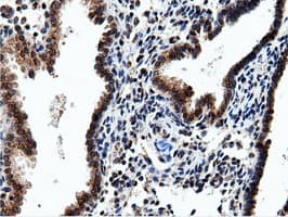 NT5DC1 Antibody (clone OTI3H2)