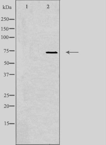 SYT16 Antibody