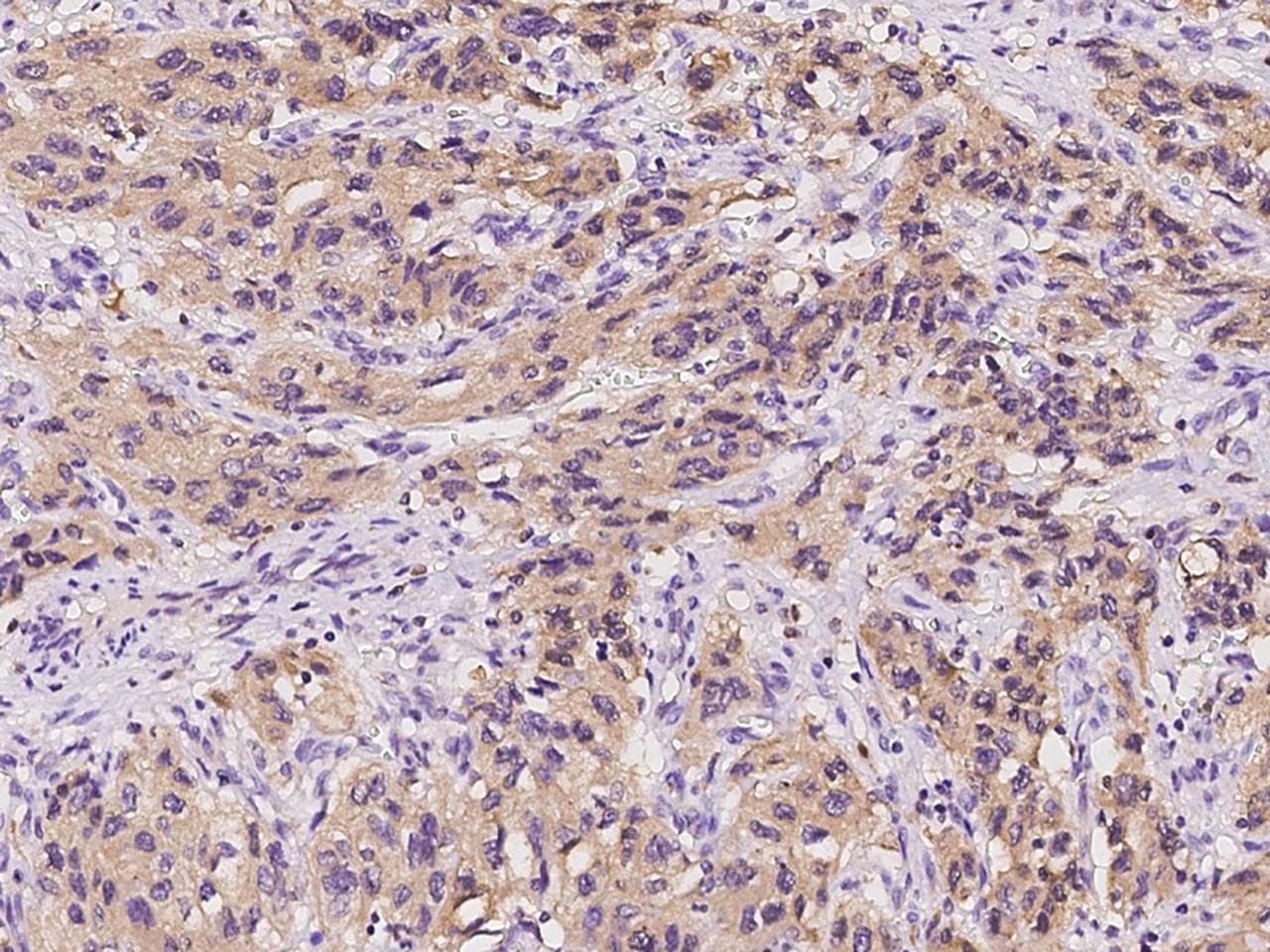 IDO1 / IDO Antibody (Preservative Free)