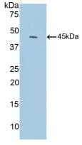 Complement C3c Antibody (aa1314-1663, Biotin)