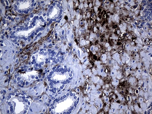 GTPCH1 / GCH1 Antibody (clone OTI7B8)