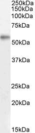SLC2A5 / GLUT5 Antibody