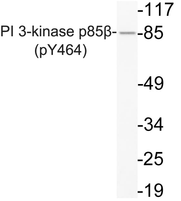 PIK3R2 / p85 Beta Antibody (phospho-Tyr464)