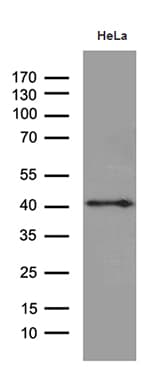 TAF1A Antibody (clone OTI7A11)