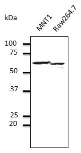 IHC-plus™ PDIA3 / ERp57 Antibody (C-Terminus)