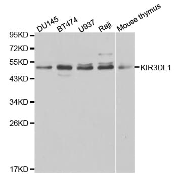 KIR3DL1 Antibody