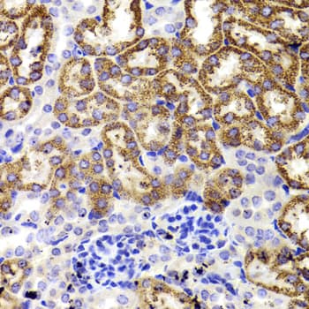 GATM / AGAT Antibody