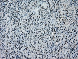 NRBP1 / NRBP Antibody (clone OTI5C3)