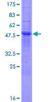 Human MOSPD3 Protein (Recombinant GST)