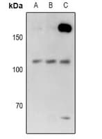 USP28 Antibody
