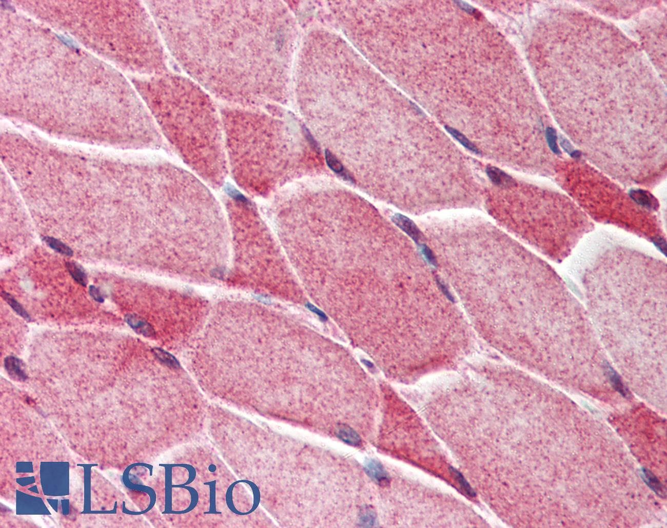 IHC-plus™ AES / Groucho Antibody