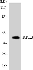 RPL3 / Ribosomal Protein L3 Antibody (aa203-252)