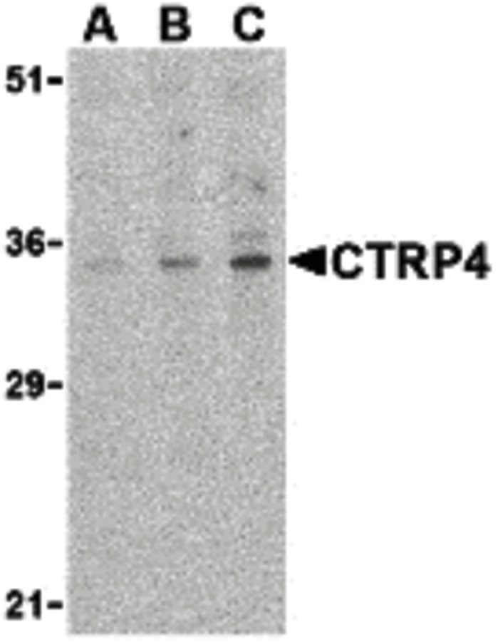 IHC-plus™ C1QTNF4 / CTRP4 Antibody