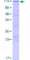Human MAPK8IP2 / JIP2 Protein (Recombinant GST)