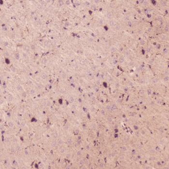 SPARCL1 / Hevin Antibody