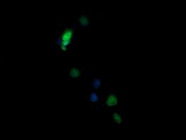 NONO / P54NRB Antibody (clone OTI3F8)