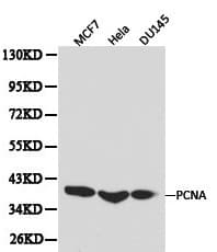 PCNA Antibody