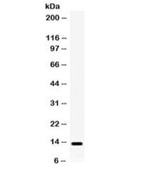 XCL1 / Lymphotactin Antibody