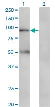 ABCB2 / TAP1 Antibody (clone 3D10)