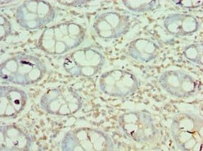 MORF4L1 / MRG15 Antibody (aa1-100)