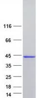 Human HNRNP-E2 / PCBP2 Protein (Recombinant Myc-DDK (Flag))