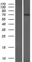 BTBD9 Protein (Over-Expression Lysate Myc-DDK (Flag))