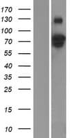 Human GZF1 Protein (Over-Expression Lysate Myc-DDK (Flag))