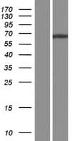 KCNC1 / Kv3.1 Protein (Over-Expression Lysate Myc-DDK (Flag))